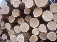 Доска обрезная сухая дуб 30 мм S3 (1500-1999) АВ